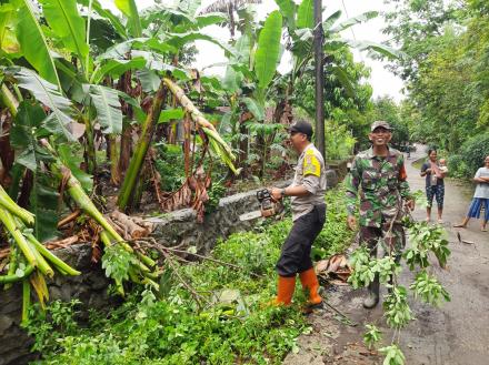 Hujan Deras Guyur Segoroyoso, Beberapa Ruas Jalan Tertutup Pohon Tumbang