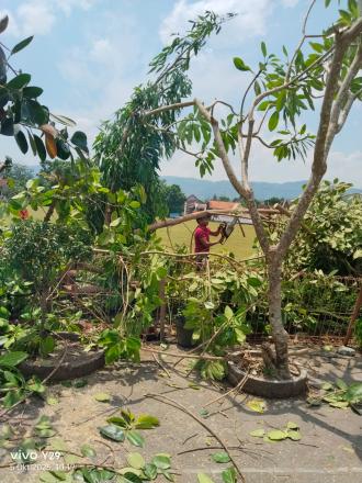 Lurah Segoroyoso Pimpin Langsung Rabas-rabas Pohon